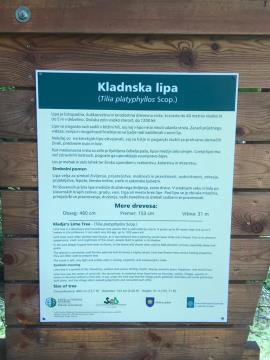 Kladnska_lipa (2)